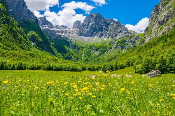 Мальовничі Жовті Квіти Лузі Високих Горах — стокове фото