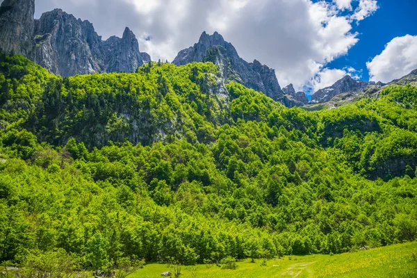 白雪覆盖的高山间的风景林和草地 — 图库照片