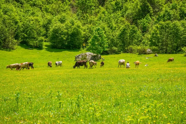 Стадо Коров Пасущихся Лугу Среди Высоких Гор — стоковое фото