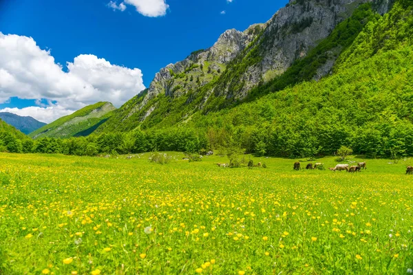 Γραφικό Κίτρινο Λουλούδια Στο Λιβάδι Ψηλά Βουνά — Φωτογραφία Αρχείου