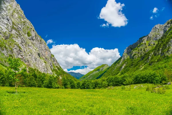 Aussichtsreiche Wälder Und Wiesen Zwischen Hohen Schneebedeckten Bergen — Stockfoto