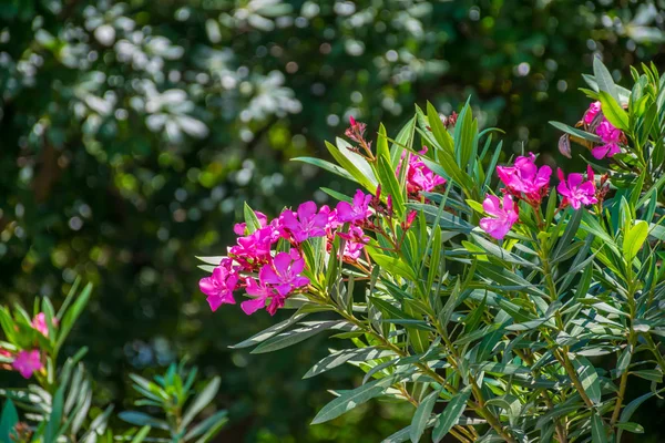 Festői Lila Virágok Oleander Erdőben — Stock Fotó