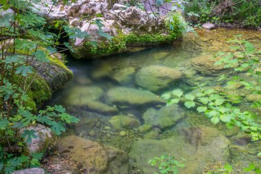 vahşi ormanda yeşil lagoon.