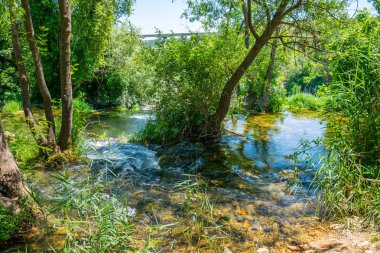 ağaç gövdeleri arasında akan ve aşağı düşen yüksek şelale orman brook.