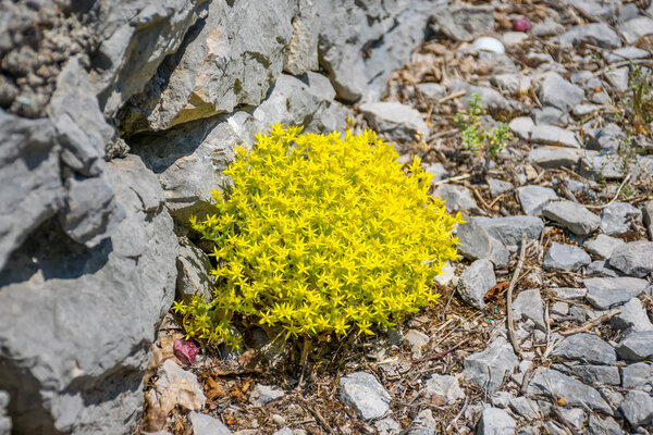 A lone yellow flower blossomed amongst the mountains.