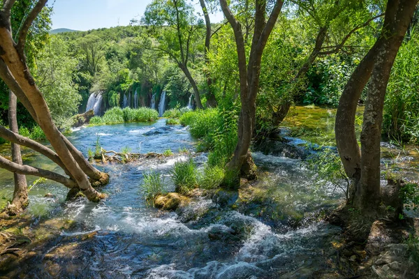 Ribeiro Floresta Fluindo Entre Troncos Árvores Caindo Alta Cachoeira — Fotografia de Stock