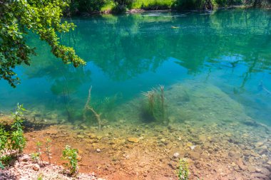 Açık Turkuaz su içerisinde yüzen balık.