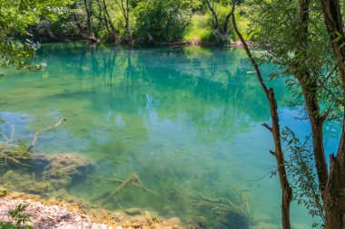 Açık Turkuaz su içerisinde yüzen balık.