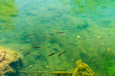 Açık Turkuaz su içerisinde yüzen balık.