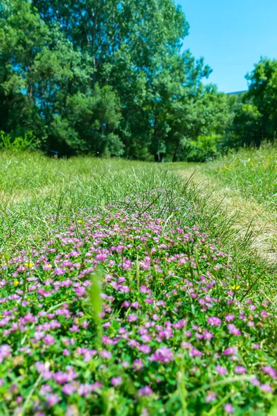 Beautiful violet flowers grow along path.