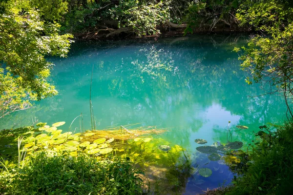 Lagune Émeraude Dans Forêt Verte Sauvage — Photo