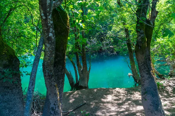 Lagune Émeraude Dans Forêt Verte Sauvage — Photo