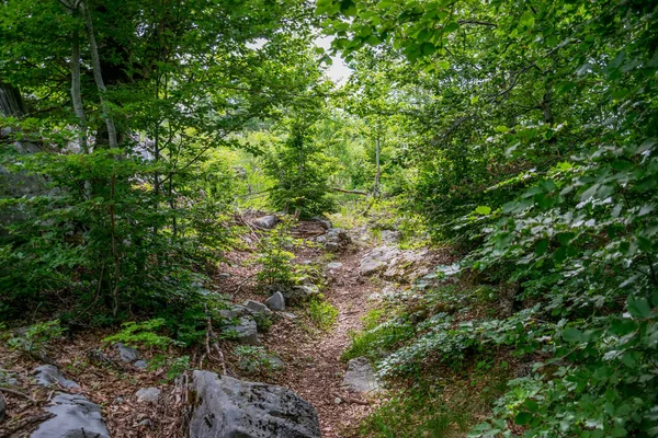 wild path among mountain forests