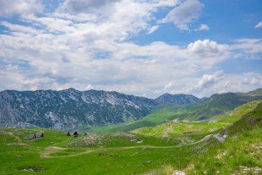 Yeşil dağ çayır üzerinde otlatma koyun sürüsü