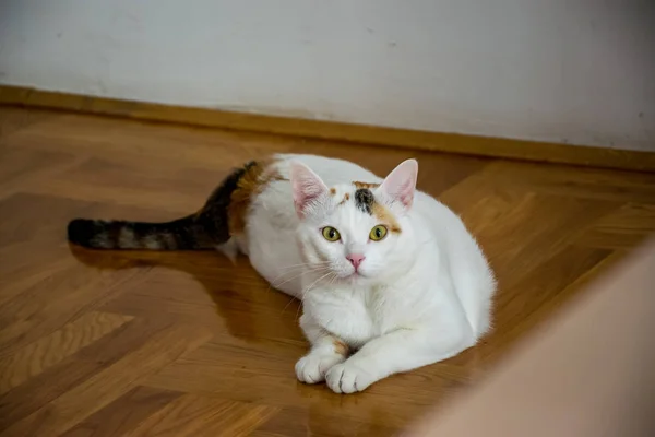 Surprised Cat Lying Parquet Floor — Stock Photo, Image