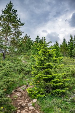 sarma izi orman yüksek dağlar arasında geçen