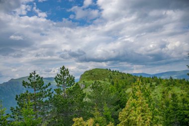 Yüksek dağ yamacında pitoresk orman.