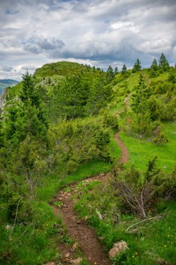 sarma izi orman yüksek dağlar arasında geçen