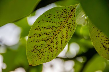 close up of walnut leaves with disease clipart