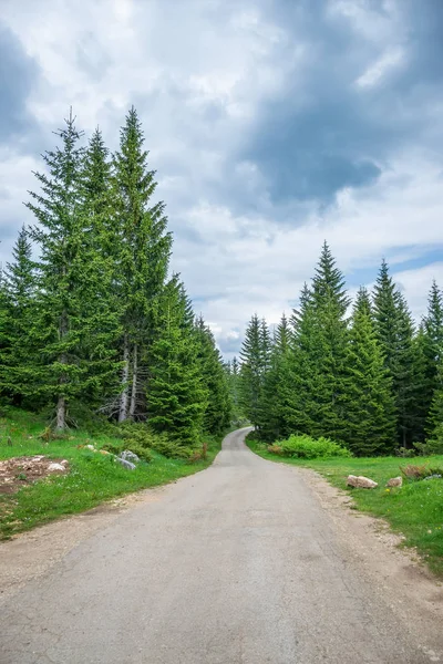 Estrada Sinuosa Pitoresca Que Passa Pela Floresta Abeto Verde — Fotografia de Stock