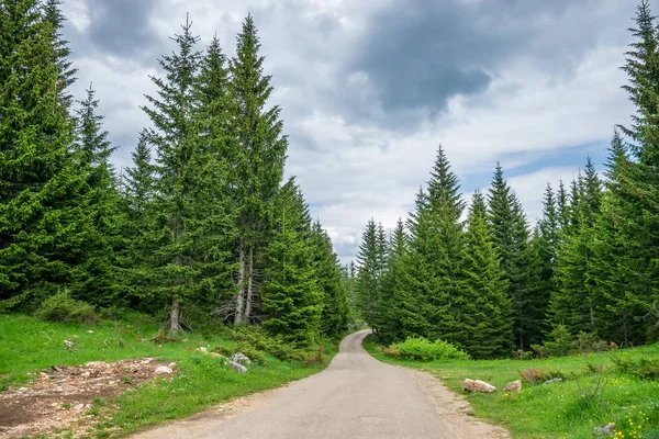 Estrada Sinuosa Pitoresca Que Passa Pela Floresta Abeto Verde — Fotografia de Stock