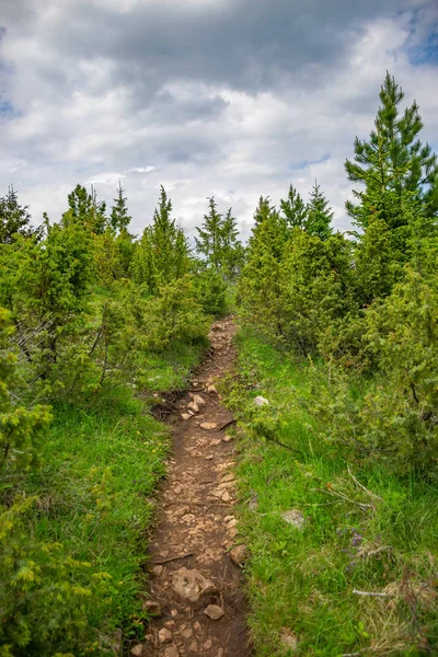 sarma izi orman yüksek dağlar arasında geçen
