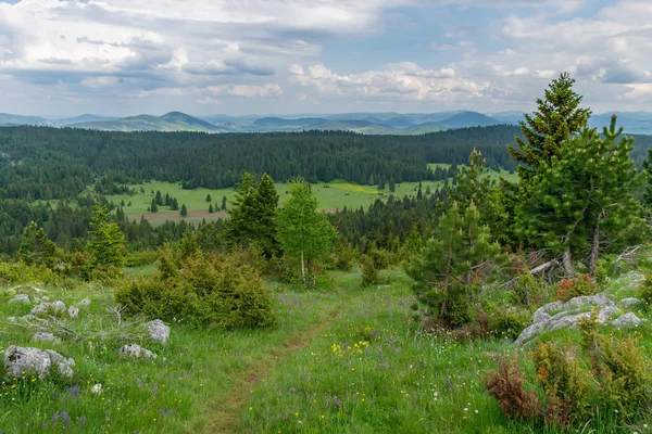 Yüksek büyük dağlar arasında ormandaki yeşil çayır doğal görünümü