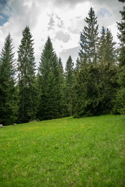 Vista Panorámica Del Prado Verde Bosque Entre Altas Montañas Masivas —  Fotos de Stock