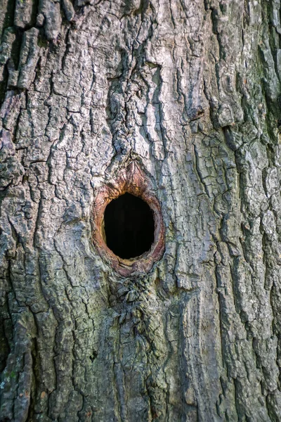 Höhle Von Baumvogel Hat Nest Gebaut — Stockfoto