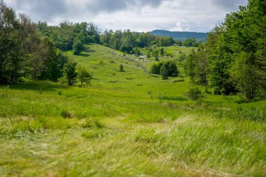 Gri bulutlu gökyüzü altında yeşil çayır