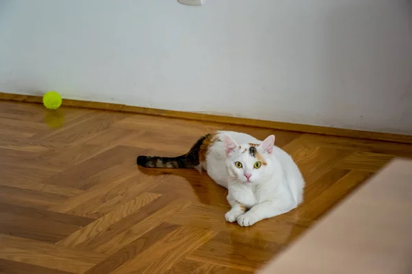 Überraschte Katze Liegt Auf Parkettboden — Stockfoto