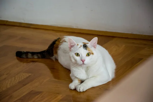 Chat Surpris Couché Sur Parquet — Photo