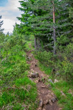 sarma izi orman yüksek dağlar arasında geçen
