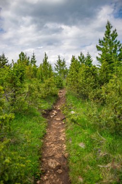 sarma izi orman yüksek dağlar arasında geçen