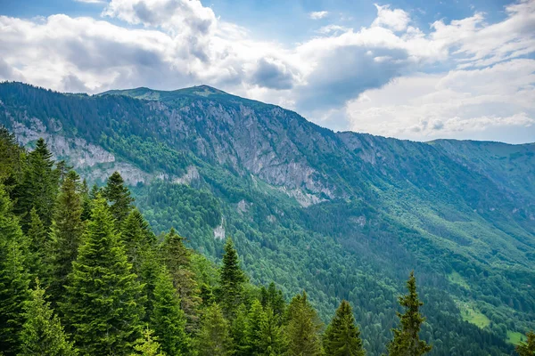 Floresta Pitoresca Encosta Alta Montanha — Fotografia de Stock