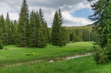 küçük pitoresk nehir orman çayırlarda akar