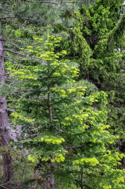 Genç dalları Ladin yaz aylarında büyüdü.
