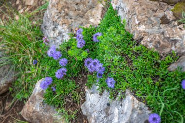 Dağ başında üzerinde güzel çiçeklerin.