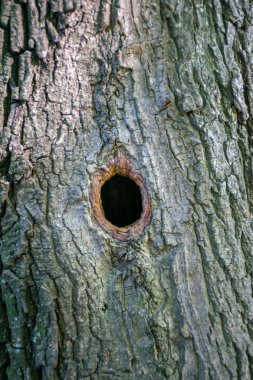 içi boş bir ağaç kuş yuva yaptı.