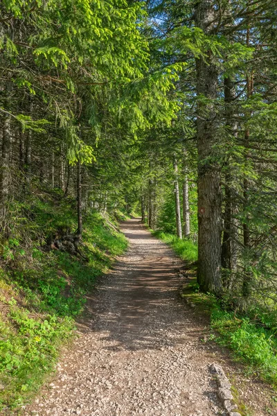 Зелений Шлях Походу Хвойний Ліс — стокове фото