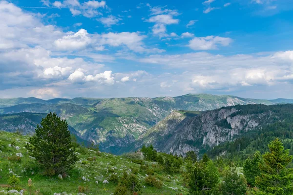 Coniferous forest growing on mountain slope