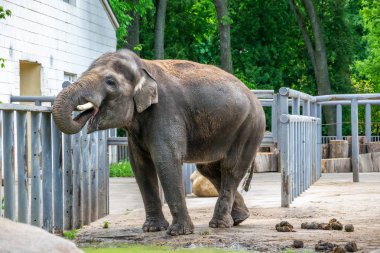 Genç bir fil, çamurlu bir birikintinden su içiyor..