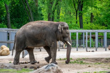 Bir fil yedikten sonra büyük bir kaka yığını kazınmış