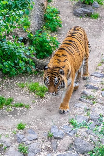 Una Grande Tigre Pericolosa Intrufola Tra Boscaglie Tigre Stalking Preda — Foto Stock