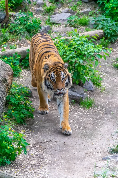 危険な大きな虎が茂みの間に忍び込んでいます タイガーストーカー獲物 — ストック写真