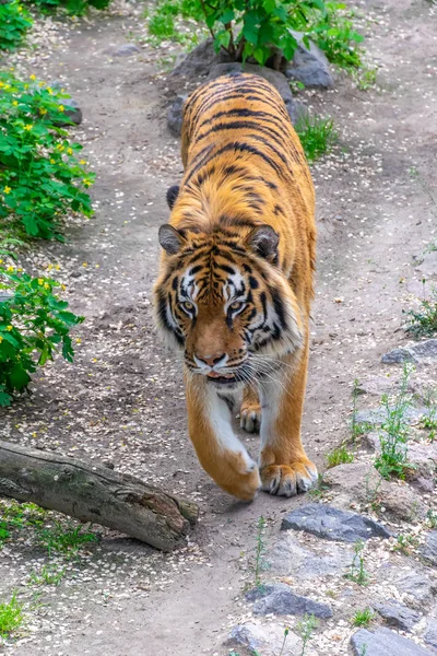 Una Grande Tigre Pericolosa Intrufola Tra Boscaglie Tigre Stalking Preda — Foto Stock