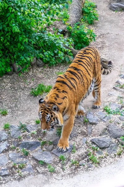 Grande Tigre Perigoso Esgueira Entre Moitas Presa Perseguidor Tigre — Fotografia de Stock