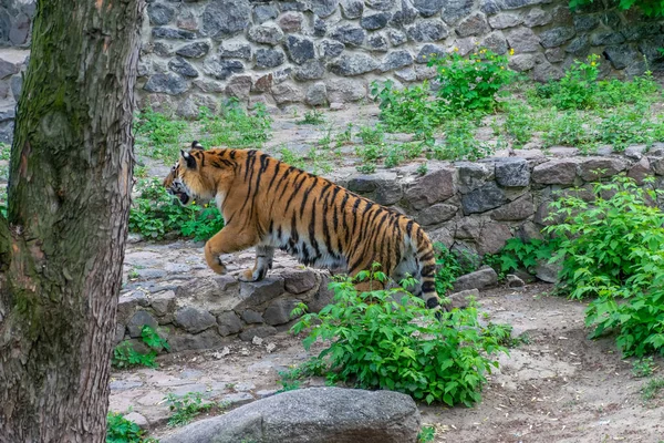 Harimau Besar Yang Berbahaya Menyelinap Antara Semak Semak Harimau Menguntit — Stok Foto