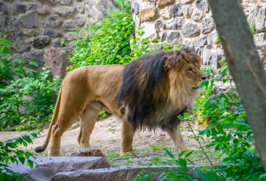 Dev aslanlar hayvanat bahçesinin topraklarında yatsın..