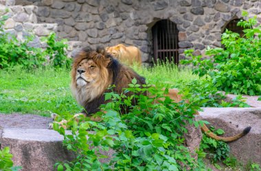 Dev aslanlar hayvanat bahçesinin topraklarında yatsın..